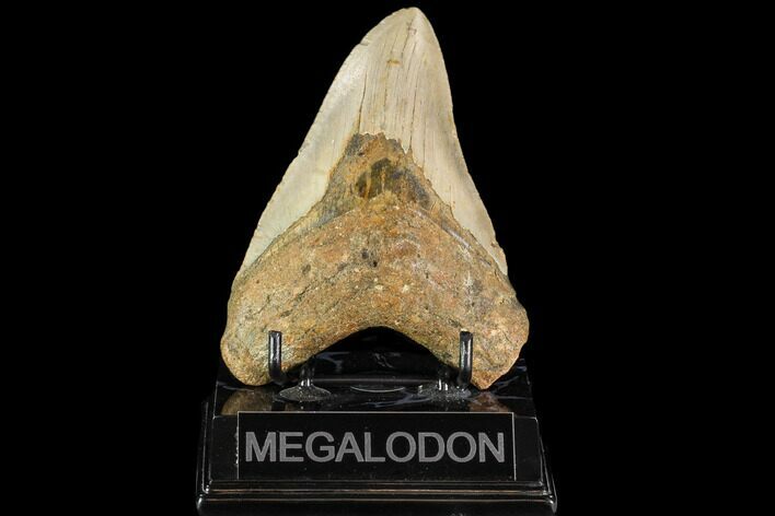 Fossil Megalodon Tooth - North Carolina #109677